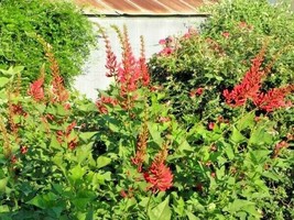 USA Seller 10 Coral Bean Seeds Erythrina Herbacea Free Shipping - £12.55 GBP