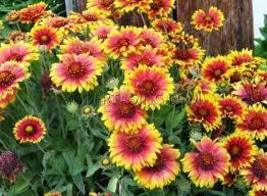 BLANKET FLOWER SEEDS Gaillardia aristata 500 Seeds for Planting - Native Wild - £13.47 GBP