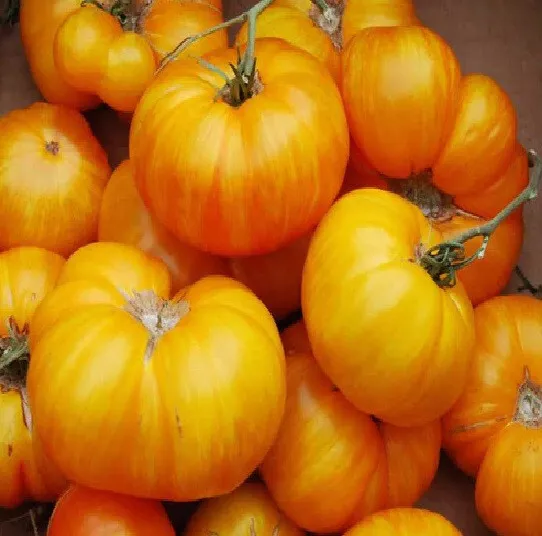 50 Seeds Big Yellow Zebra Tomato Juicy Vegetable Fresh Seeds USA Seller - $12.25