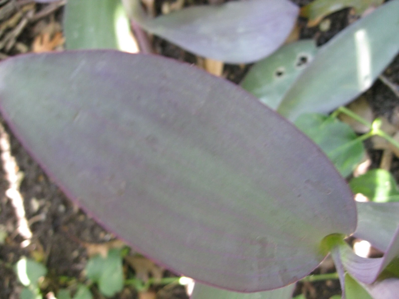Wandering Jew Rooted Plant Purple Heart Tradescantia Pallida Spiderwort ... - $13.65