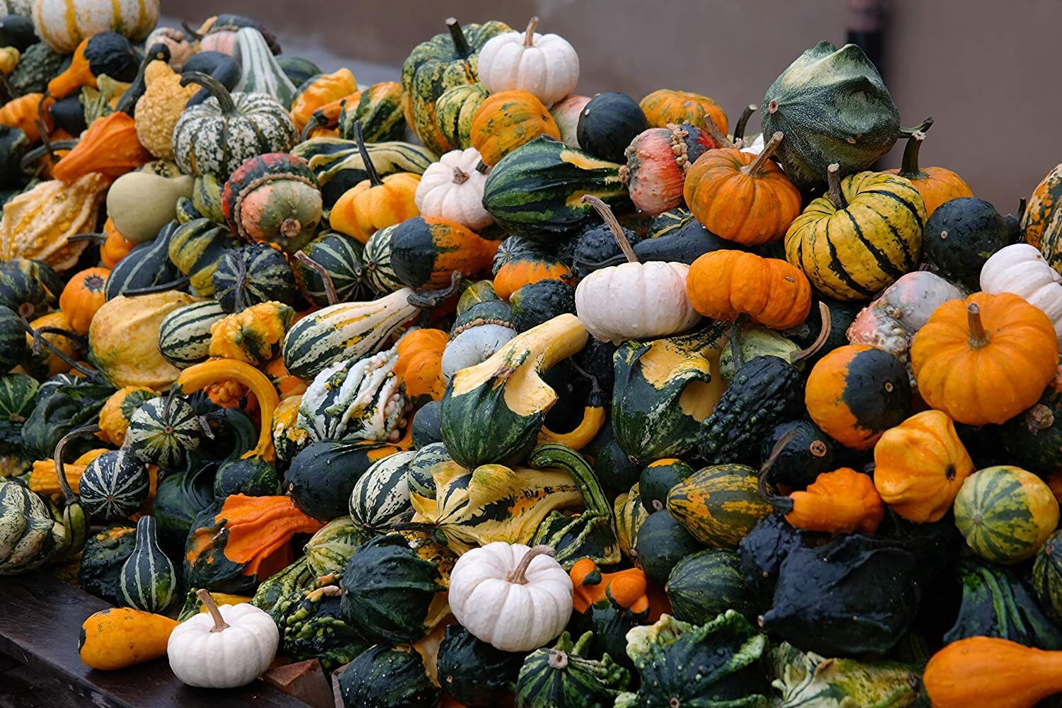 Pumpkin ornamental mix seeds, code 420 Item image 2