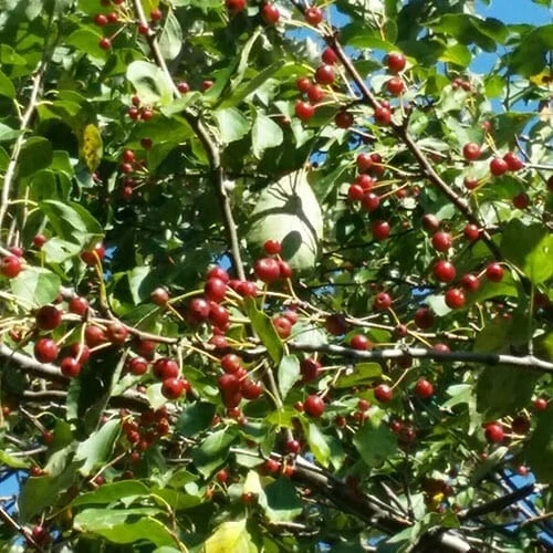 1 Midwest Crabapple, flowering fruit tree wildlife, .Zones 4-8. Pollinat... - $665.36 MXN