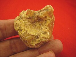 (k-3303) 25 g Rare Kauri tree Gum copal young Amber New Zealand Tane Mahuta - $21.59