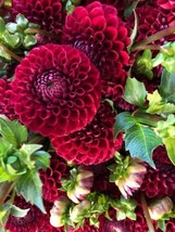 25 Cornel Dahlia Seeds Flower Perennial Flower Seed Flowering Bloom Fres... - $8.98