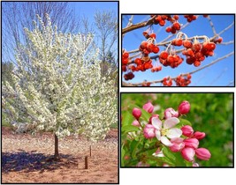 USA Seller 15 Sugar Tyme Crab Apple Seeds Malus Sugar Tyme Fresh Seeds - $11.80