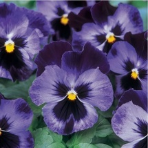 20 Seeds Black Purple Pansy Halloween Flowers Planting  - £7.11 GBP