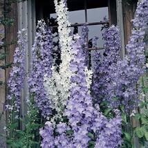 120 Campanula Pyramidalis Chimney Bells Violet Blue Perennial Flower See... - $12.23