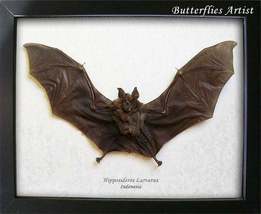 Real Roundleaf Bat Hipposideros Larvatus Taxidermy Museum Quality Framed Display - $124.99