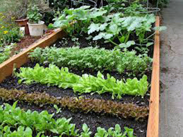Vegetable Garden Collection, Small, Heirloom, Organic Seeds, 10 Top Varieties - £8.72 GBP