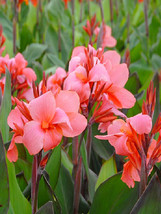 Heirloom Canna Lily Seeds, Pink &amp; Redish Orange Blooms with Green _Tera store - $7.99