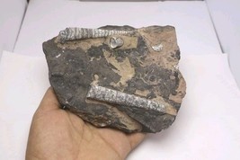 Devonian Orthoceras Fossil Plate – Authentic Morocco Fossil - $844.35 MXN