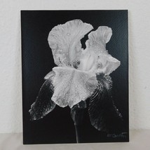 Blooming Iris Black White Foam Mounted Signed D Carlton Photo Pacific NW... - £4.74 GBP