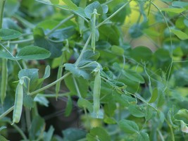 Sugar Snap Pea Seeds - Organic & Non Gmo Pea Seeds - Heirloom Seeds - Fresh USA  - $9.89