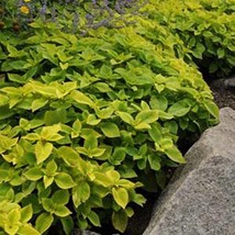 Versa Lime Coleus Seeds Large Foliage Plant 20 Seeds Fresh Garden USA SE... - £15.77 GBP