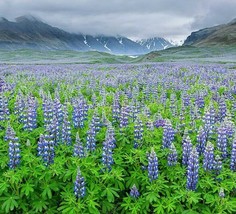 100 European Lupine Seeds Wildflower Flowering Cut Flowers Drought Cold Large Ga - £7.91 GBP