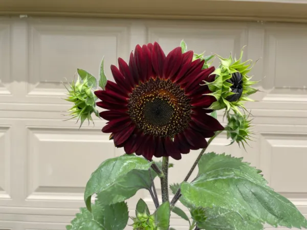 50 Chocolate Cherry Sunflower Seeds Breathtakingly Beautiful Heirloom Fresh Gard - £8.23 GBP