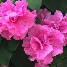 50 Double Pink Petunia Seeds Flowers Flowers Seed 288 Fresh USA Fast Shipping - $8.00