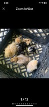 6 Fancy Bantam Mix Fertile Eggs - $188.49 MXN