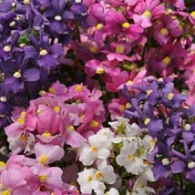 40 Poetry Mix Nemesia Flower Seeds Annual Sweet Coconut ScentFrom US  - £6.44 GBP