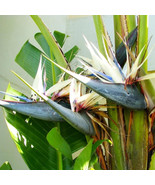 15 White Bird Of Paradise Strelitzia Nicolai Flower Seeds - $32.47 CAD