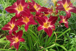 RED VOLUNTEER 3 Daylily root  - $14.98