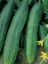 Space Master Bush Cucumber, Heirloom, NON-GMO Seeds, 25 Bush Cucumber Seeds - £2.49 GBP