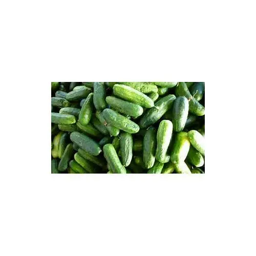 50 seeds Cucumber Calypso F1 Hybrid Grow Beauty Plant Heirloom Seeds - £7.67 GBP