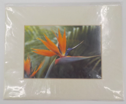 PHOTOGRAPH ART PRINT BIRD OF PARADISE FLOWER LANDSCAPE MATTED RECTANGLE ... - £15.85 GBP