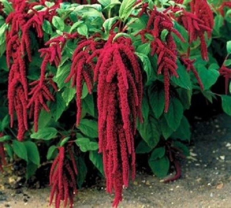 Beautiful Love Lies Bleeding Flower Seeds 1000 Seeds Buy 4 Items - $2.97