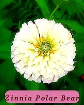 7500 zinnia polar bear pop thumb200