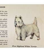 West Highland White Terrier 1939 Dog Breed Art Ole Larsen Color Print PC... - $42.03 CAD