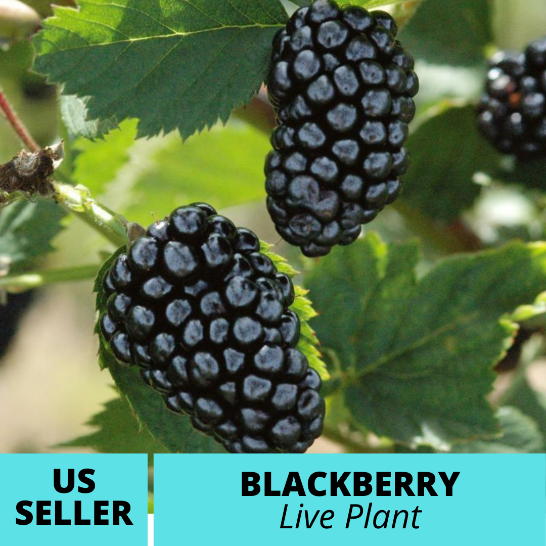 1Pcs Blackberry Natchez thornless Rubus fruticosa Live Plant - $36.20