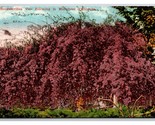 Bougainvillea Vine Blooming in Midwinter California CA UNP DB Postcard N26 - £2.29 GBP
