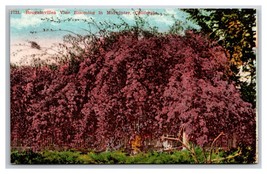 Bougainvillea Vine Blooming in Midwinter California CA UNP DB Postcard N26 - £2.28 GBP