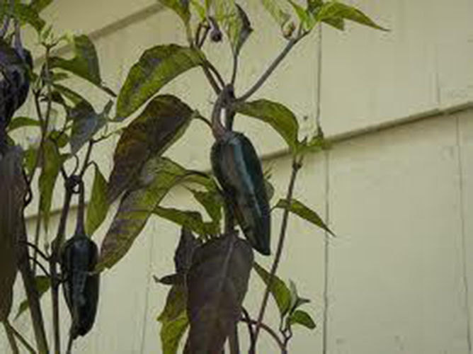 5 Mayan Black Pepper Seeds-1247