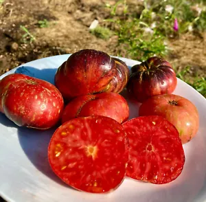50 Seeds Lovely Lush Tomato Heirloom Vegetable Tomatoe Edible Fresh Garden - $9.32