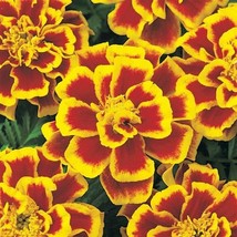 US Seller 50 Marigold Seeds French Durango Bee Seeds Plant Seeds Fast Shipping - £18.45 GBP