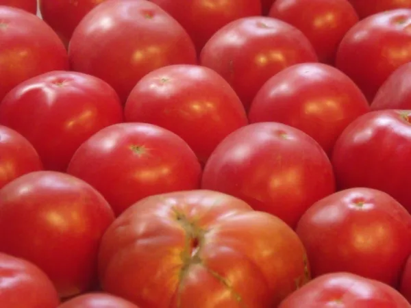 German Johnson Tomato Seeds Heirloom 75+ Big Beefsteak Variety USA Seller - £6.93 GBP