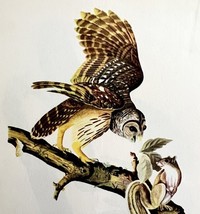 Barred Owl 1950 Lithograph Art Print Audubon Bird First Edition DWU14D - $558.38 MXN