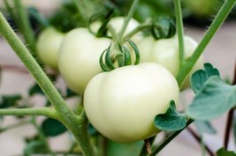 US Seller Great White Tomato Seeds 30 Ct White Beefsteak Vegetable Non-Gmo - £6.82 GBP