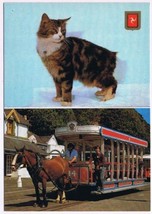 Postcard Manx Cat Royal Horse Train Isle Of Man England UK - £3.10 GBP