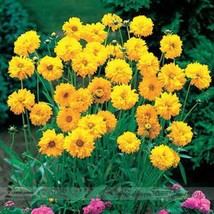 New Fresh Bonsai Early Sunrise Yellow Coreopsis Flower Seeds Pack 20 Seeds / Pac - $3.91