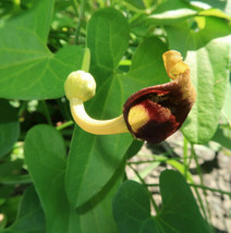 20 Creeping Dutchmans Pipe Vine Seeds Aristolochia Debilis Fast Gardening USA SH - £7.64 GBP