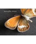 Euphaedra Ignota Rare Ghana Ceres Real Butterfly Framed Entomology Shado... - $73.24 CAD