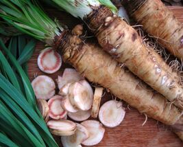 Mammoth Sandwich Island Salsify Seeds, NON-GMO, Goatsbeard, FREE SHIPPING - €1,36 EUR+