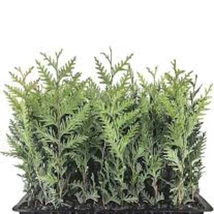 20 Emerald Green Arborvitae Tree Starter Plant Thuga Privacy Tree Bare R... - $136.00