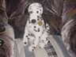 15" Disney Pongo Dad Plush Dog From 101 Dalmations Nice - $59.39