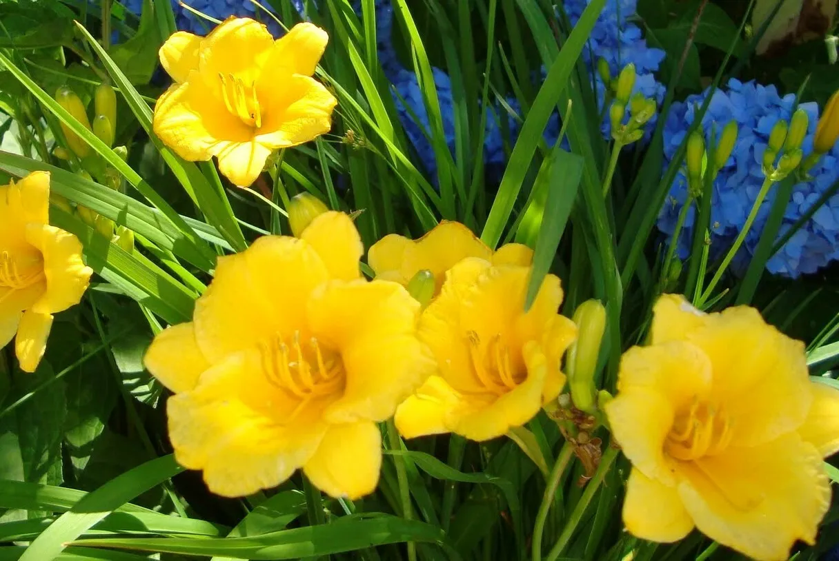 10 Re-blooming Stella D&#39;Oro DaylilyMini/Border lily Winter HardyBorder/Edging - £35.96 GBP