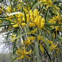 Acacia Acuminata, Confiture Framboise Wattle/Mangard. Pack De 10 Graines De... - £1.35 GBP