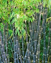10 Purple Timor Bamboo Seeds Bambusa Lako Fresh New Seeds - $8.43 CAD